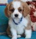Cavapoo Puppies for sale in Springfield, IL 62736, USA. price: NA
