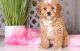 Cavapoo Puppies for sale in Phoenix, AZ 85069, USA. price: $400