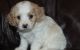 Cavapoo Puppies for sale in New Orleans, LA 70175, USA. price: $400