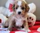 Cavapoo Puppies for sale in Jonesboro, AR, USA. price: NA