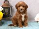 Cavapoo Puppies for sale in Raleigh, NC 27668, USA. price: NA