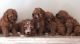 Cavapoo Puppies for sale in San Diego, CA, USA. price: NA
