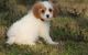 Cavapoo Puppies for sale in Richmond, VA, USA. price: $400