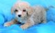 Cavapoo Puppies for sale in Westminster, CO, USA. price: $500