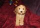 Cavapoo Puppies for sale in Russell Springs, KY 42642, USA. price: NA