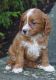 Cavapoo Puppies for sale in Tinley Park, IL, USA. price: $600