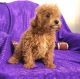 Cavapoo Puppies for sale in Des Plaines, IL, USA. price: NA