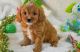 Cavapoo Puppies for sale in Lansing, MI, USA. price: NA