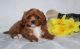 Cavapoo Puppies for sale in Frisco, TX, USA. price: NA