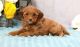 Cavapoo Puppies for sale in Roanoke, VA 24030, USA. price: NA