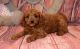 Cavapoo Puppies for sale in Haleiwa, HI 96712, USA. price: $500