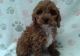 Cavapoo Puppies for sale in Montevallo, AL 35115, USA. price: NA