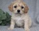 Cavapoo Puppies for sale in Columbus, MS, USA. price: NA