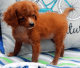 Cavapoo Puppies for sale in Hollywood, FL, USA. price: NA