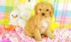 Cavapoo Puppies for sale in Charleston, WV 25356, USA. price: NA