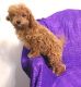 Cavapoo Puppies for sale in Aztec, NM, USA. price: $500