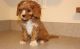 Cavapoo Puppies for sale in Aurora, CO, USA. price: $600