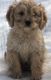 Cavapoo Puppies for sale in Kansas City, MO, USA. price: NA