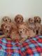 Cavapoo Puppies for sale in Pondfield Rd, Bronxville, NY 10708, USA. price: NA