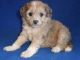 Cavapoo Puppies for sale in Richmond, VA, USA. price: $500
