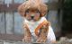 Cavapoo Puppies for sale in Las Vegas, NV, USA. price: NA