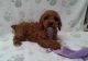 Cavapoo Puppies for sale in Edgartown, MA, USA. price: $600
