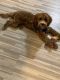 Cavapoo Puppies for sale in Ozone Park, NY 11417, USA. price: $1,200