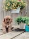 Cavapoo Puppies for sale in Seaman, OH 45679, USA. price: $1,600