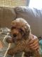 Cavapoo Puppies for sale in Port Chester, NY 10573, USA. price: NA
