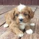Cavapoo Puppies for sale in Minneapolis, MN, USA. price: $500