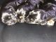 Cavapoo Puppies for sale in Hollywood, FL, USA. price: NA