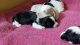 Cavapoo Puppies for sale in Kodak, TN 37764, USA. price: NA