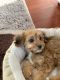 Cavapoo Puppies for sale in Harrisonburg, VA, USA. price: NA