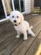Cavapoo Puppies for sale in Allendale Charter Twp, MI, USA. price: NA
