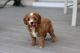 Cavapoo Puppies for sale in Plain City, OH 43064, USA. price: NA