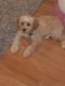 Cavapoo Puppies for sale in Brooklyn, NY, USA. price: NA