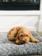 Cavapoo Puppies for sale in Madison, WI, USA. price: $800