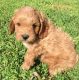 Cavapoo Puppies for sale in New Holland, PA 17557, USA. price: NA