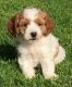 Cavapoo Puppies for sale in New Holland, PA 17557, USA. price: $1,200