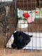 Cavapoo Puppies for sale in Fountain Valley, CA 92708, USA. price: $2,500