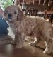 Cavapoo Puppies for sale in Pinesdale, MT 59841, USA. price: NA