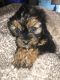 Cavapoo Puppies for sale in Manchester, TN 37355, USA. price: NA