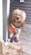 Cavapoo Puppies for sale in Frederick, MD, USA. price: NA
