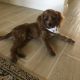 Cavapoo Puppies for sale in Peoria, AZ, USA. price: NA