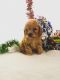 Cavapoo Puppies for sale in Topeka, IN 46571, USA. price: NA