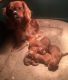 Cavapoo Puppies for sale in Lancaster, MO 63548, USA. price: $1,400