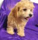 Cavapoo Puppies for sale in Lawrenceville, GA, USA. price: $400