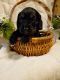 Cavapoo Puppies for sale in 105 Orchard Dr, Chickasha, OK 73018, USA. price: NA