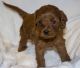 Cavapoo Puppies for sale in Schaumburg, IL, USA. price: NA