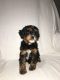 Cavapoo Puppies for sale in Plain City, OH 43064, USA. price: NA